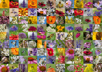 Rburg - 99 Bees 1000p - Modern Brands Australia