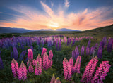 Rburg - Lupines 500p - Modern Brands Australia