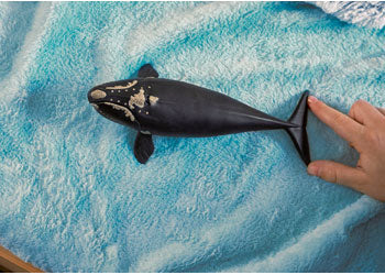 Schleich - North Atlantic Right Whale - Modern Brands Australia