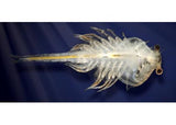 Aqua Dragons - Deep Sea Habitat with LED Lights - Modern Brands Australia