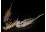 Aqua Dragons - Deep Sea Habitat with LED Lights - Modern Brands Australia
